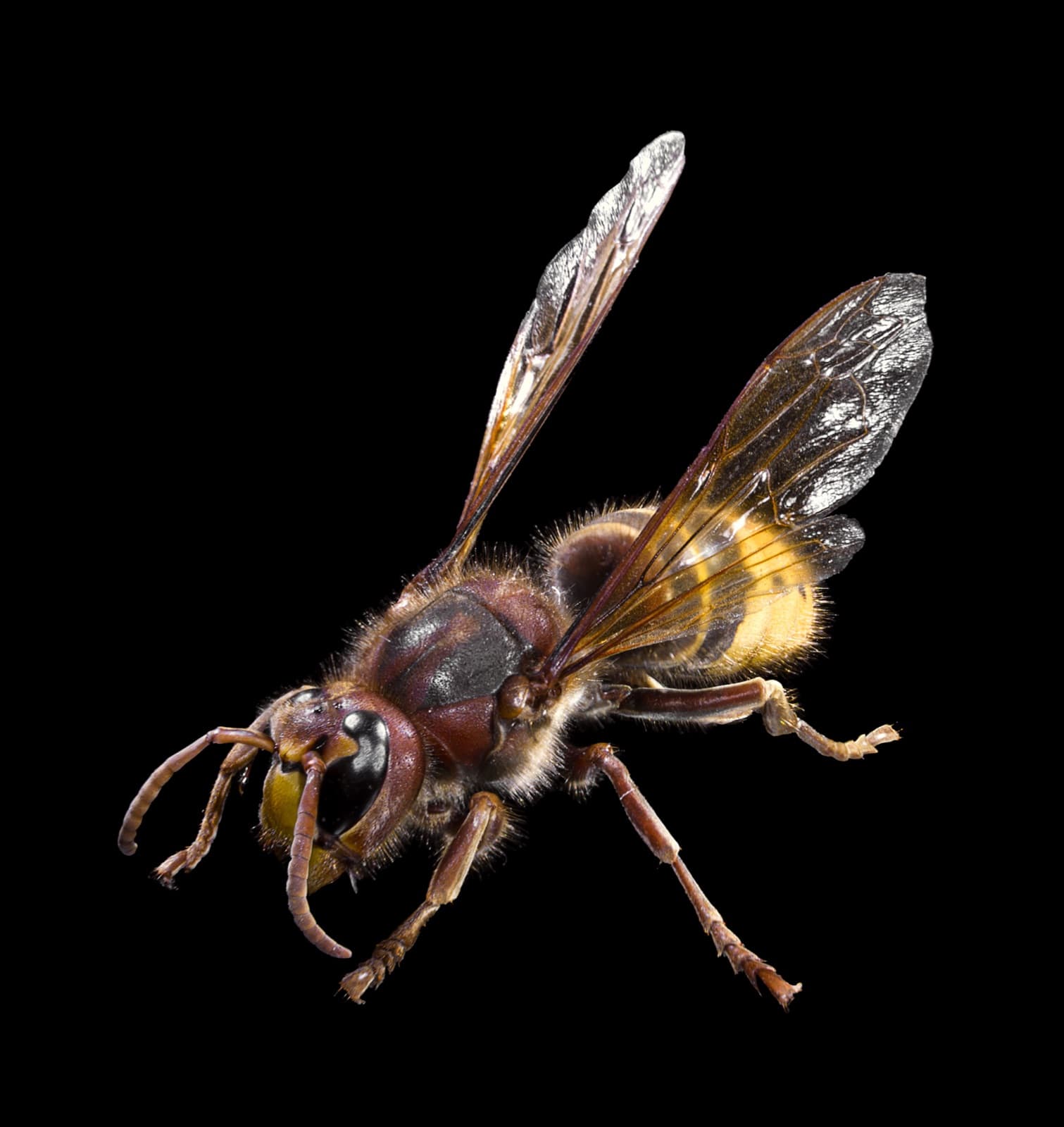 Frelon européen (Vespa crabro) : thorax roux et noir, abdomen jaune rayé de noir.