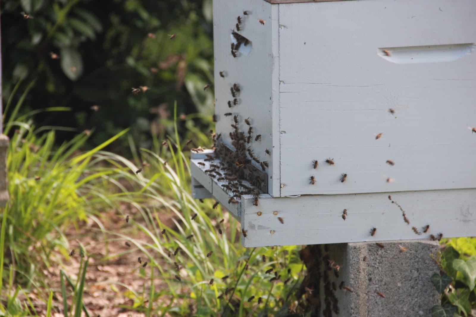Abeilles à l'entrée d'une ruche en présence d'un frelon asiatique.