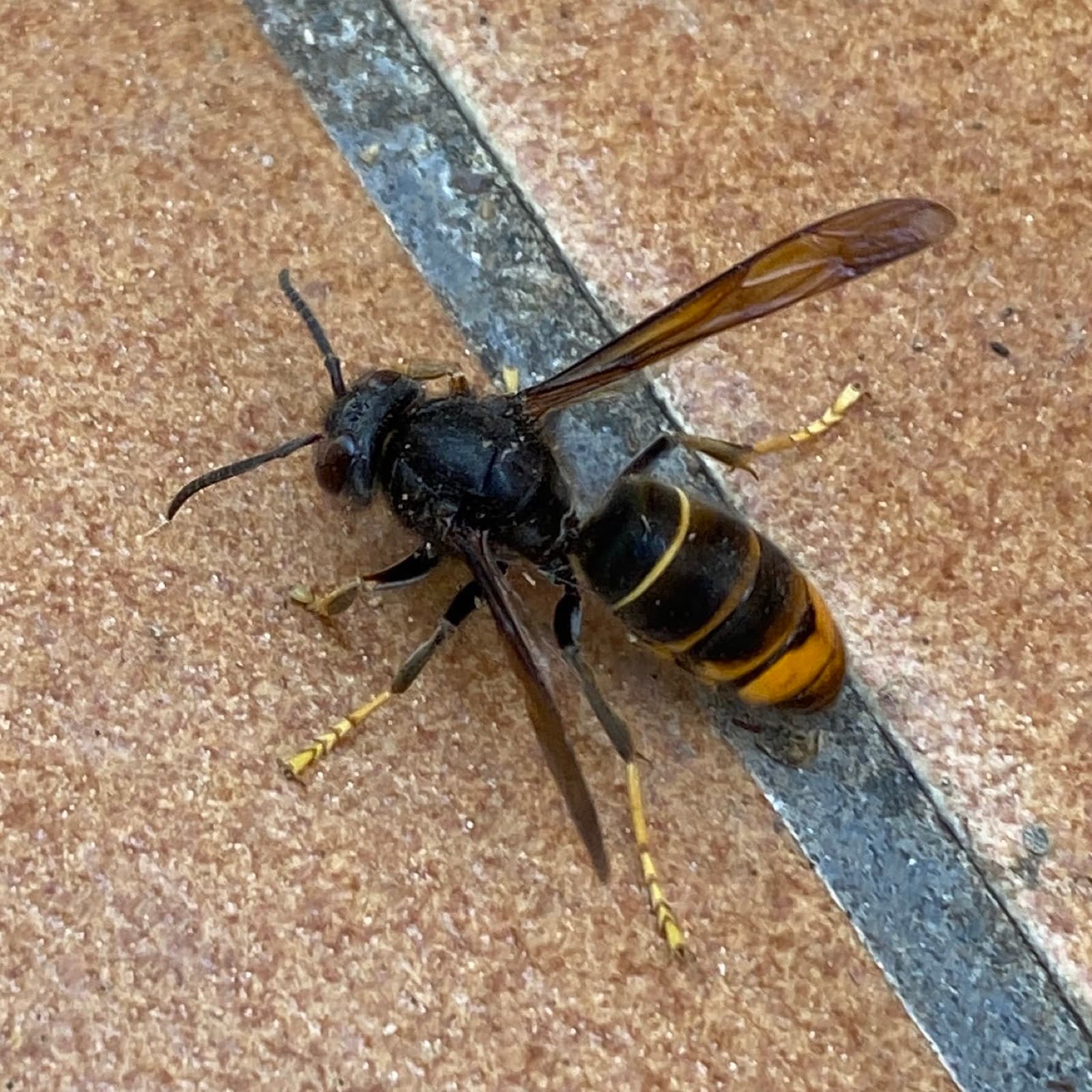 Frelon asiatique (Vespa velutina) vu de dessus : thorax noir, abdomen sombre à large bande orangée, extrémité des pattes jaune.