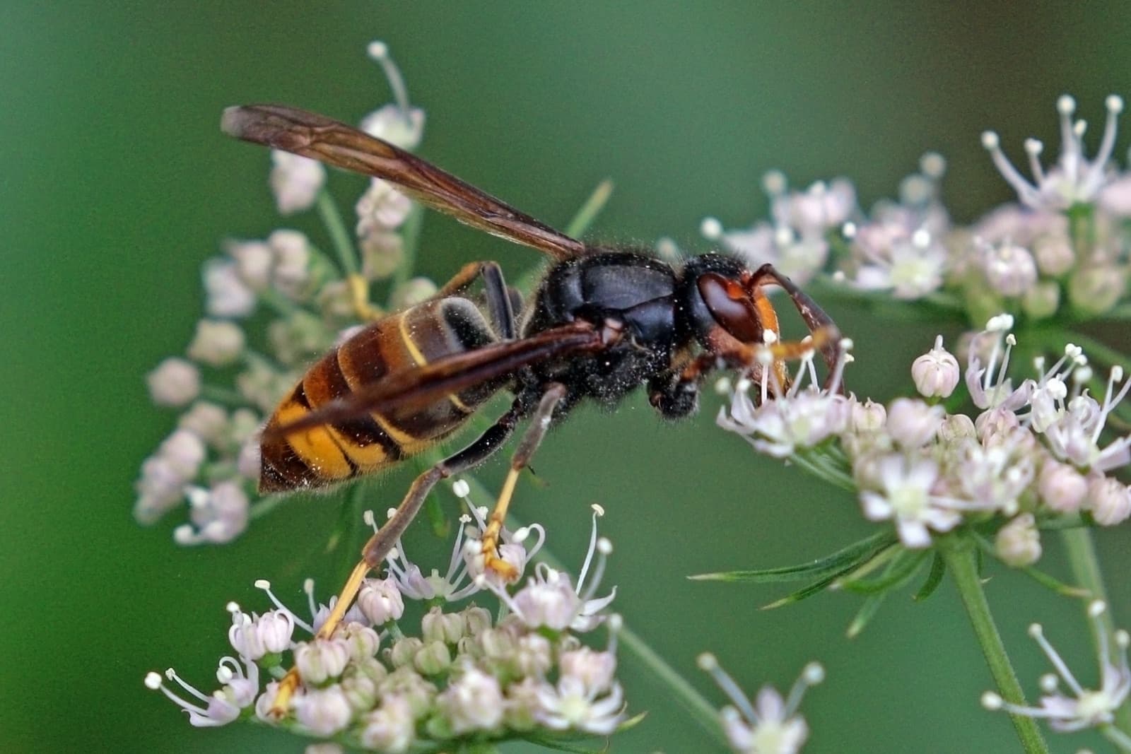 Frelon asiatique posé sur une feuille, vu de profil.