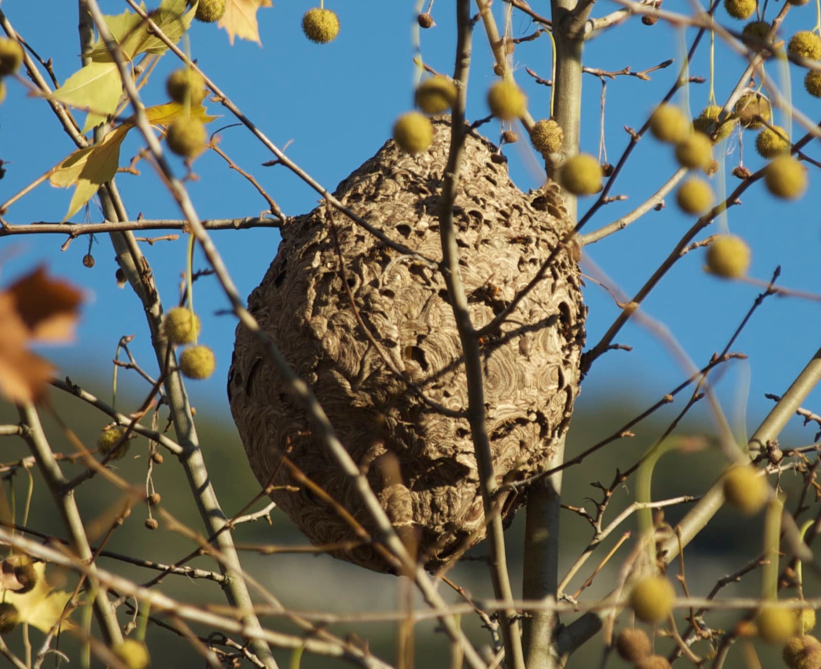Nid secondaire de frelon asiatique, grosse sphère de papier accrochée en haut d'un arbre.